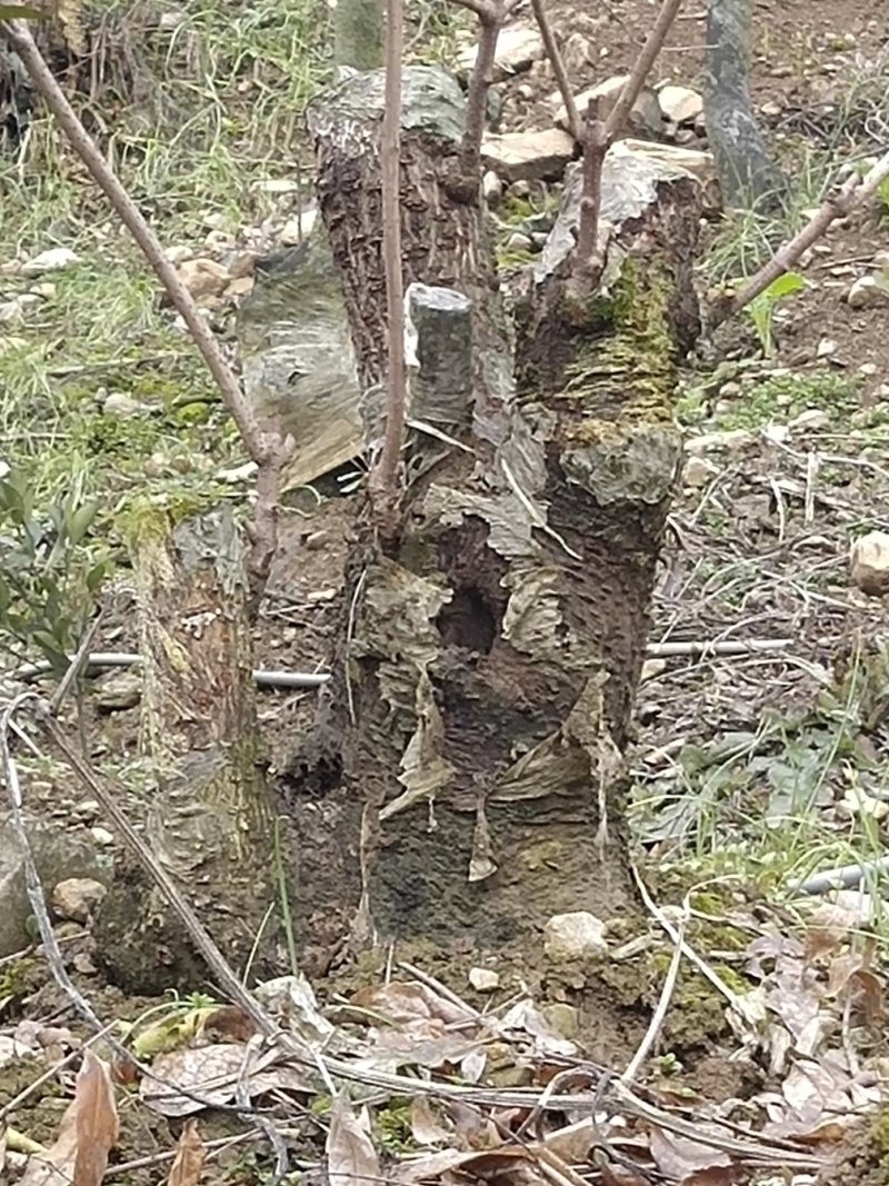 盆景盆花