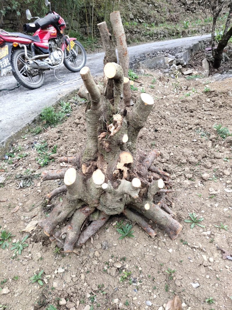 盆景盆花