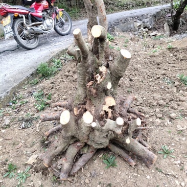 盆景盆花