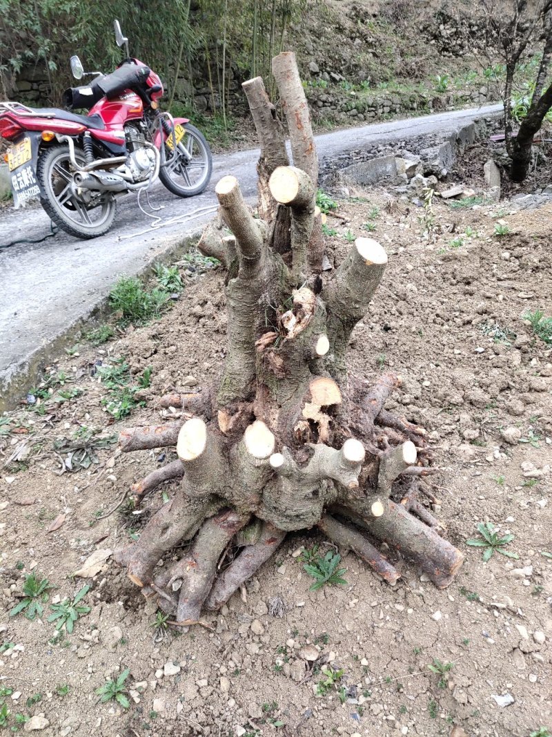 盆景盆花