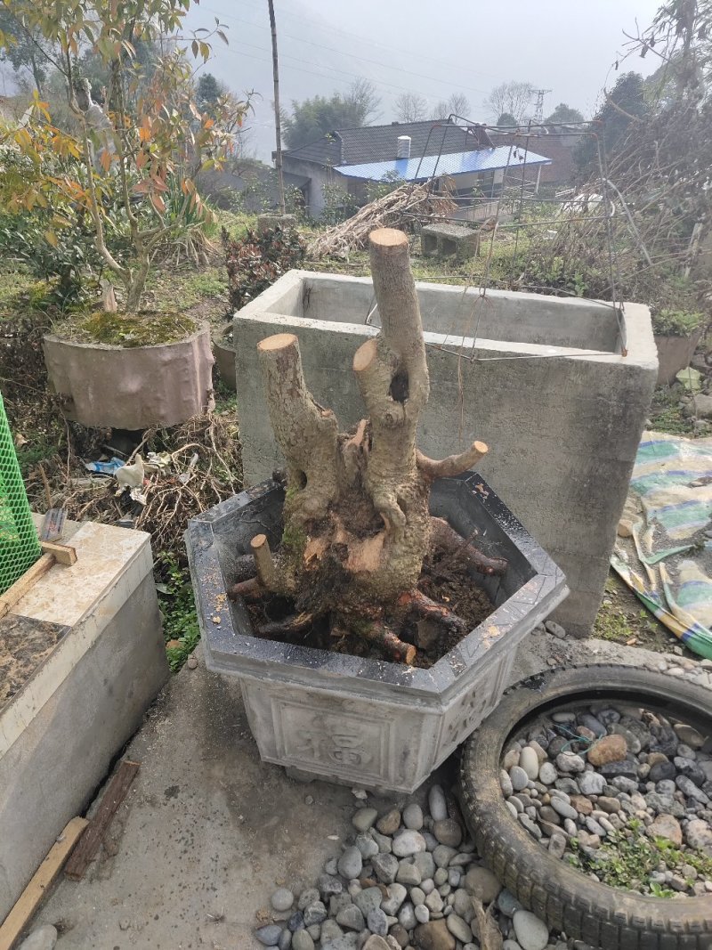盆景盆花