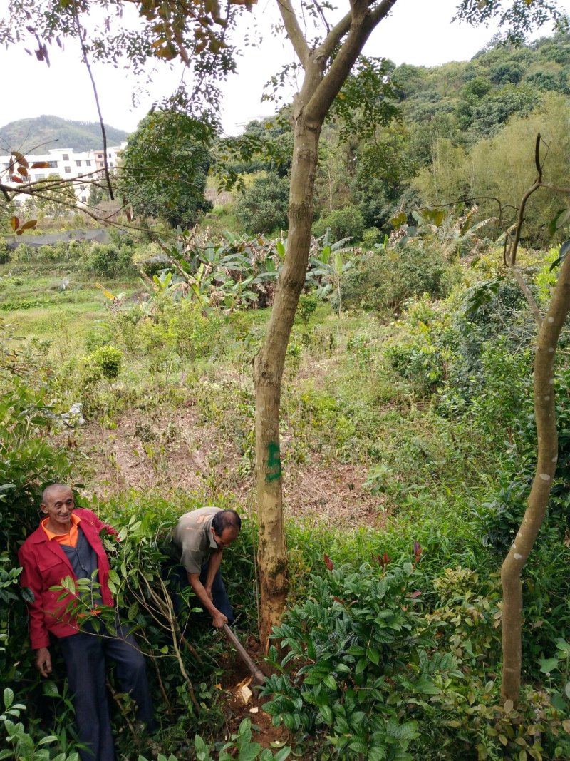人工种植海南黄花梨15年树