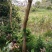 人工种植海南黄花梨15年树