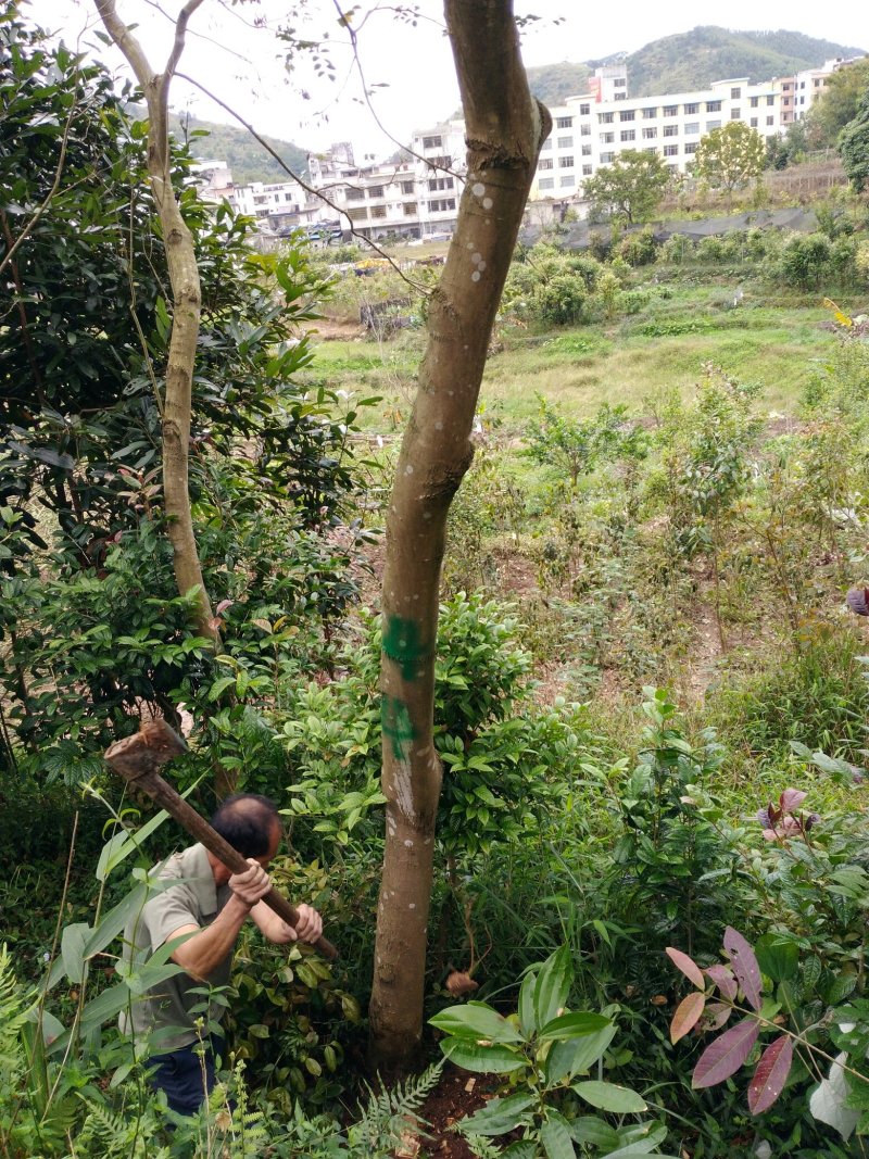 人工种植海南黄花梨15年树