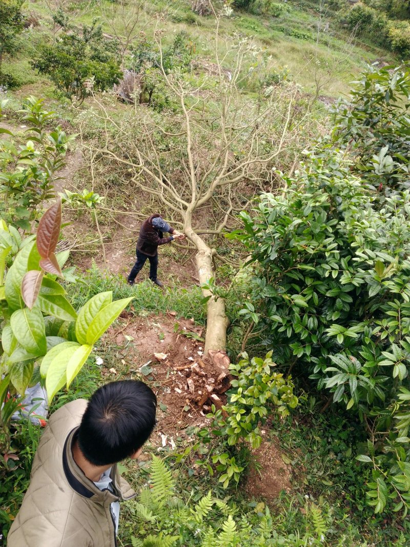 人工种植海南黄花梨15年树