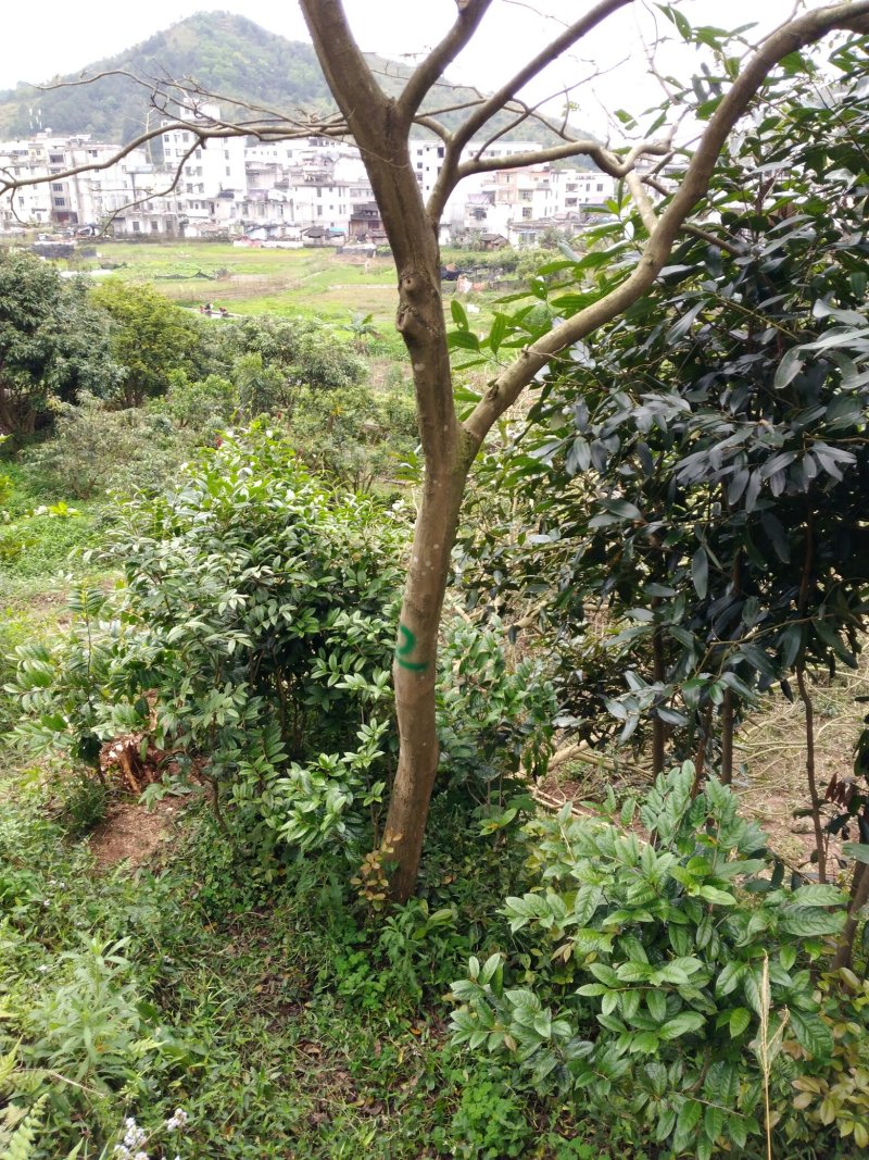 人工种植海南黄花梨15年树
