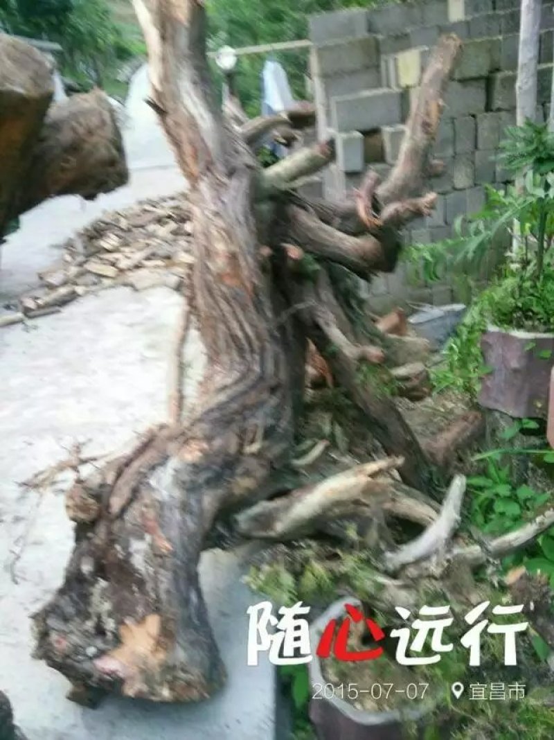 崖柏