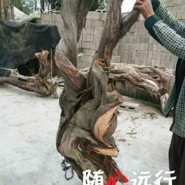 崖柏