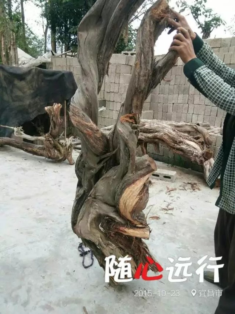 崖柏