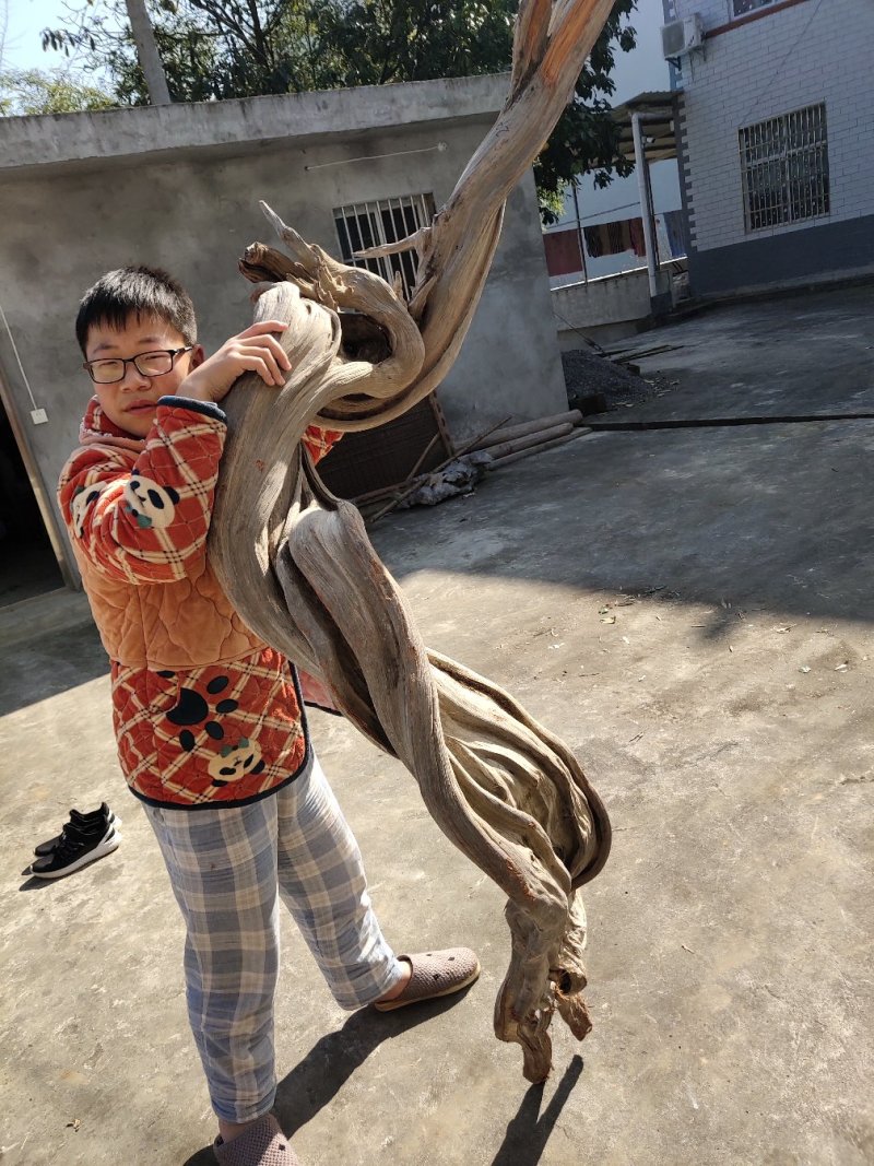 崖柏