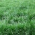 麦冬草