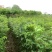 大叶香樟苗成活率高欢迎选苗大小规格齐全
