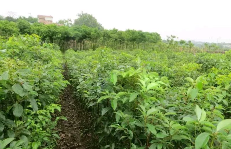 大叶香樟苗成活率高欢迎选苗大小规格齐全