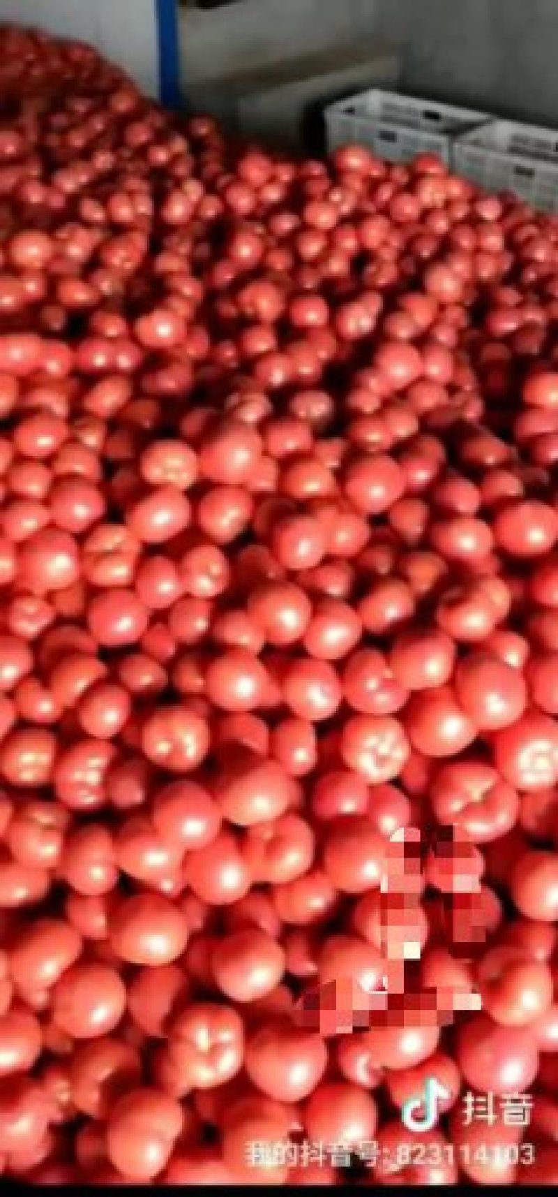 硬粉西红柿