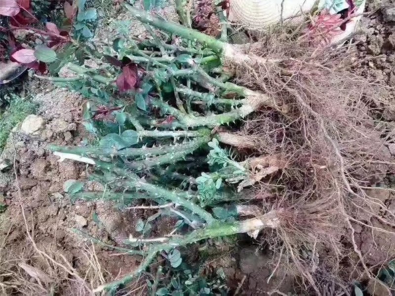 云南昆明直供玫瑰苗月季，蔷薇有二个色粉红色全国发货一手货