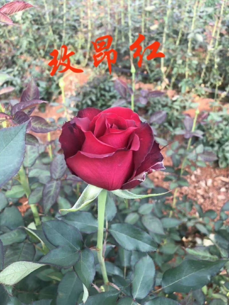 云南昆明直供玫瑰苗月季，蔷薇有二个色粉红色全国发货一手货