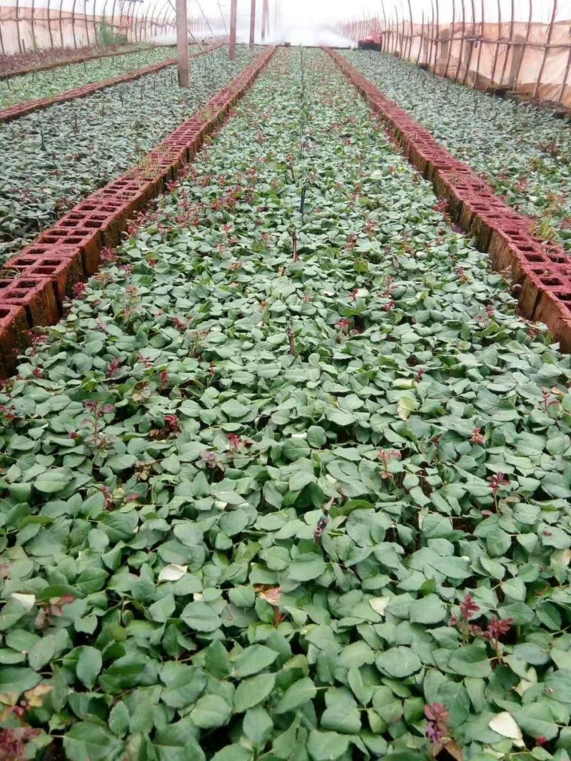 云南昆明直供玫瑰苗月季，蔷薇有二个色粉红色全国发货一手货