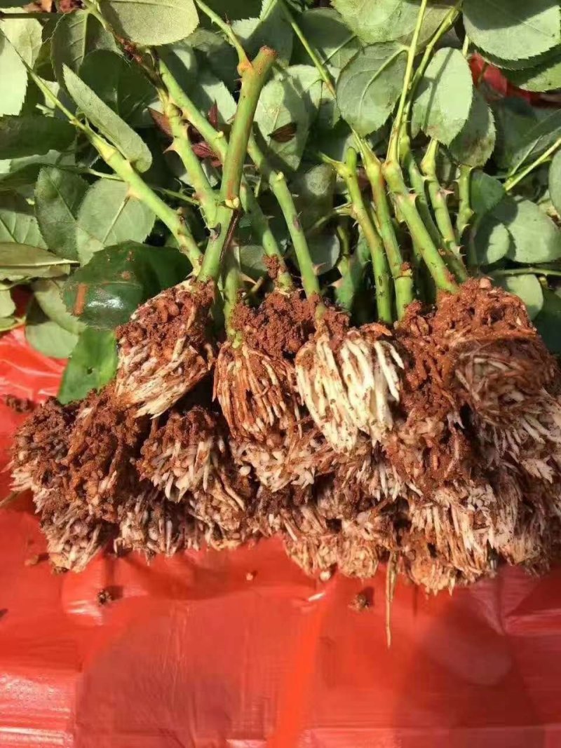 云南昆明直供玫瑰苗月季，蔷薇有二个色粉红色全国发货一手货