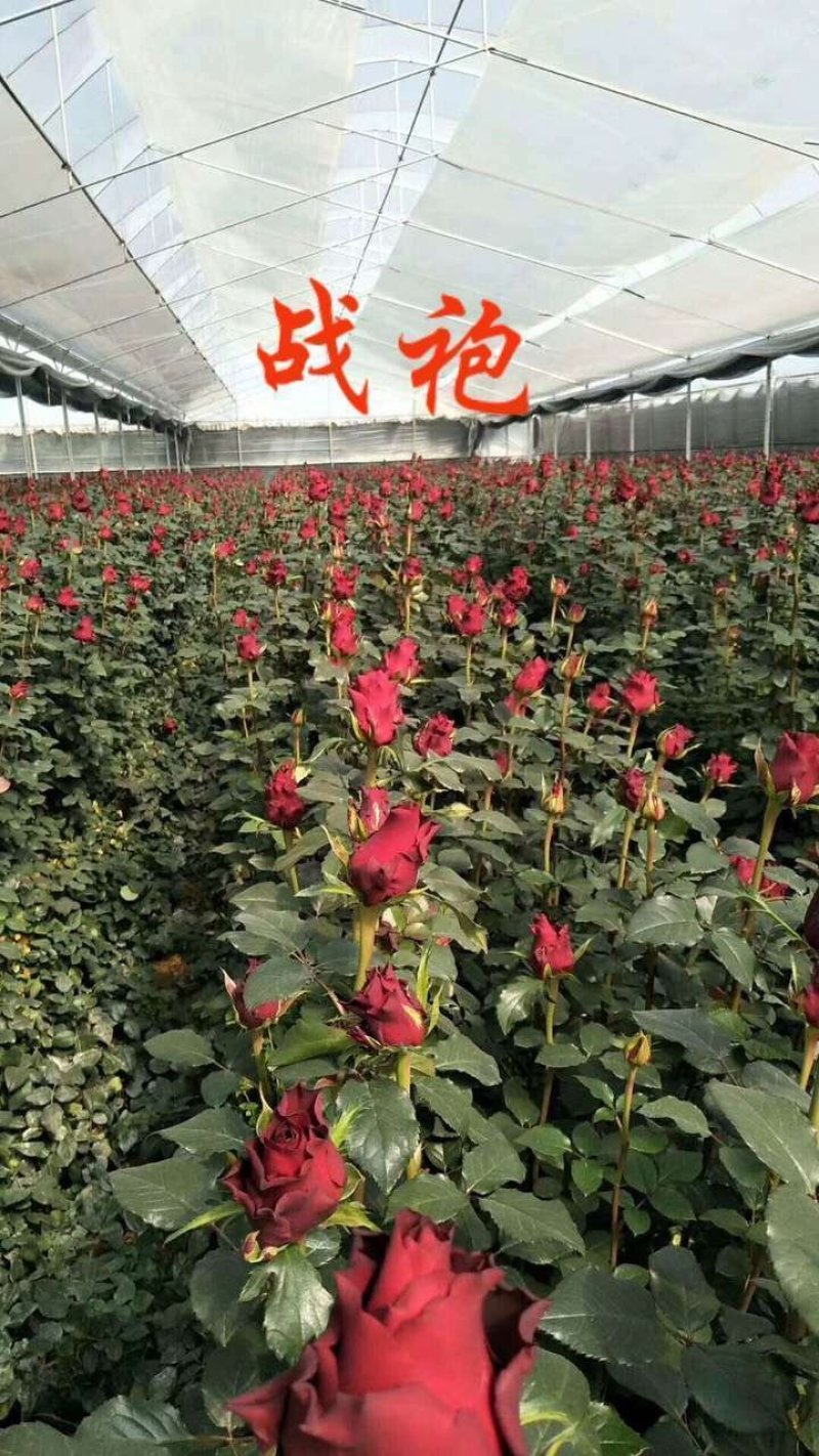 云南昆明直供玫瑰苗月季，蔷薇有二个色粉红色全国发货一手货