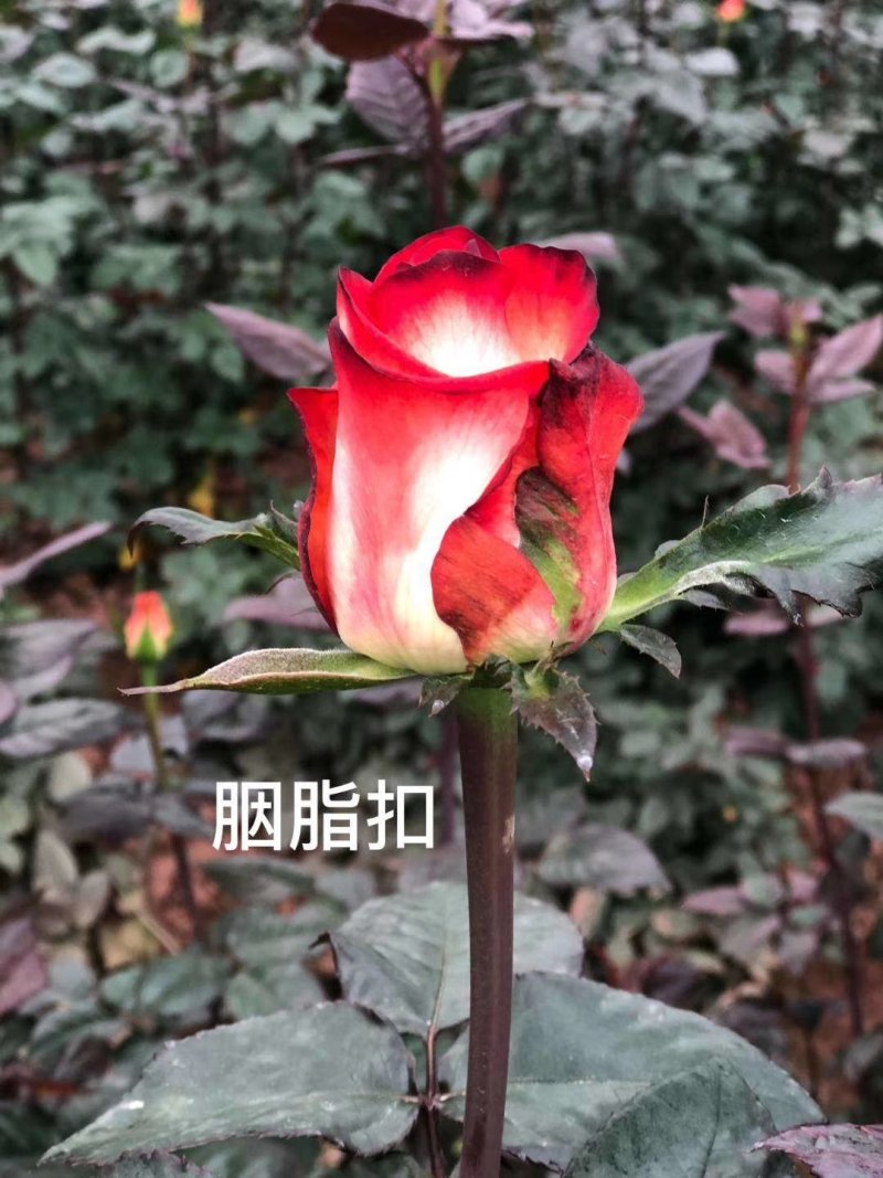 云南昆明直供玫瑰苗月季，蔷薇有二个色粉红色全国发货一手货