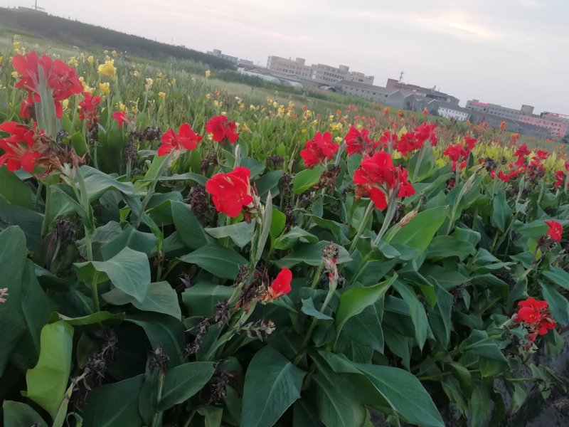 粉花水生美人蕉紫叶美人蕉花叶美人蕉黄花美人蕉红花美人蕉