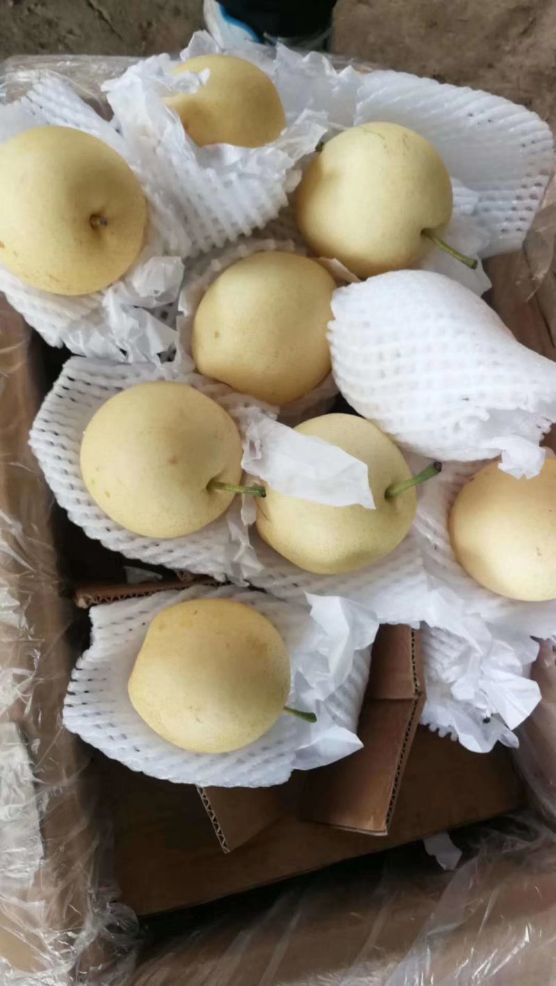 膜代皇冠
