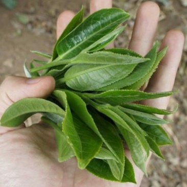 古树茶