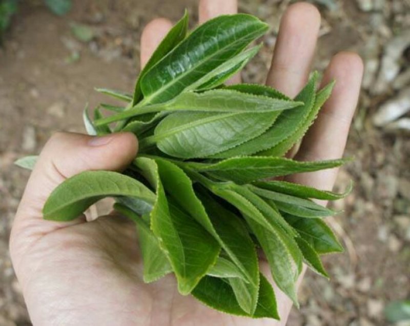 古树茶