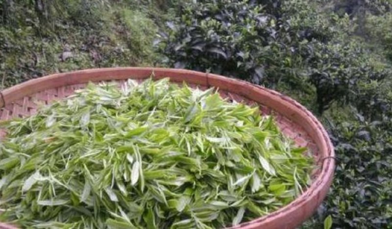 古树茶