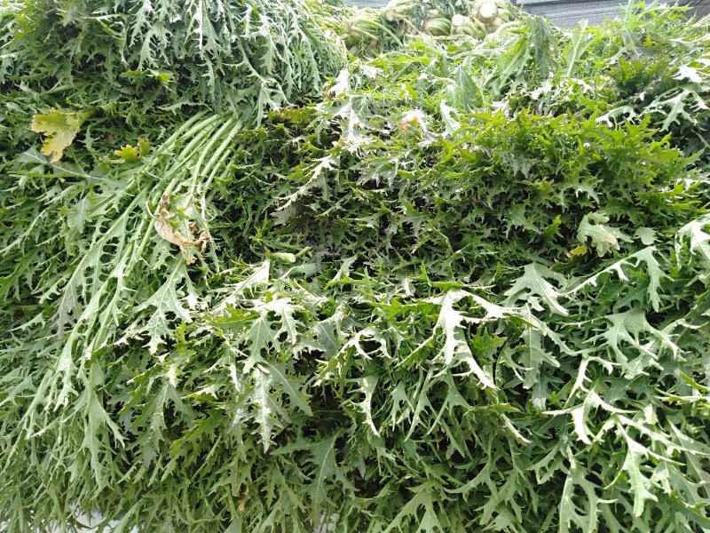 雪里红，湖北襄阳雪里红，万干亩种植大基地，品质优良