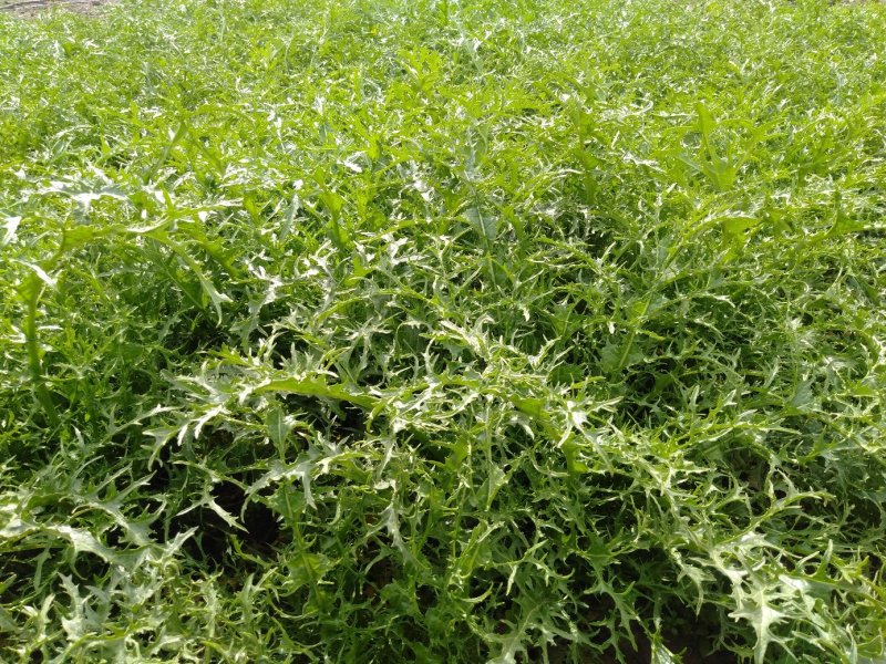雪里红，湖北襄阳雪里红，万干亩种植大基地，品质优良
