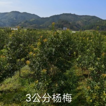 杨梅苗