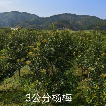 杨梅苗