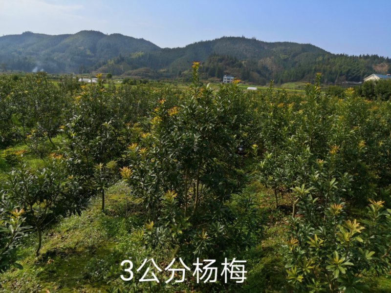 杨梅苗