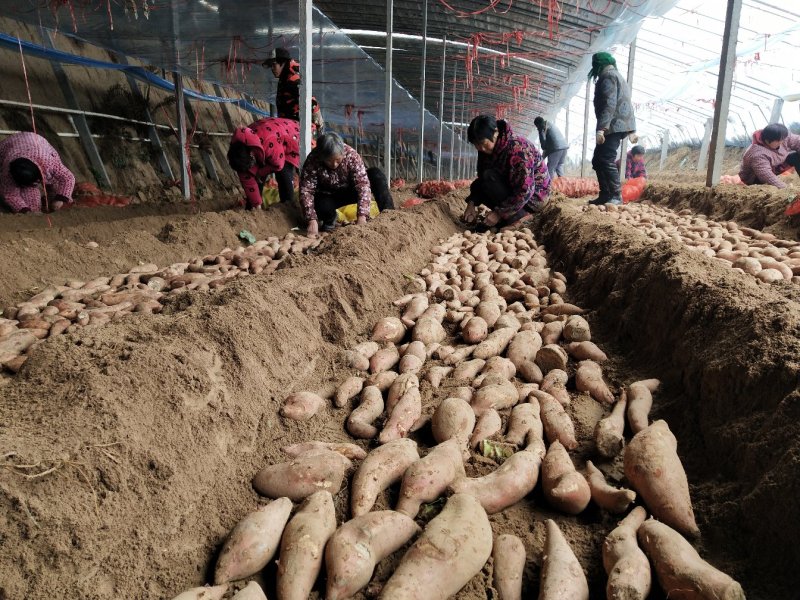西瓜红红薯苗5000千万棵基地直发欢迎下单