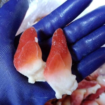北极贝