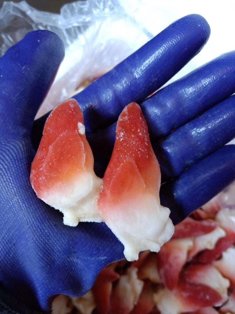 北极贝