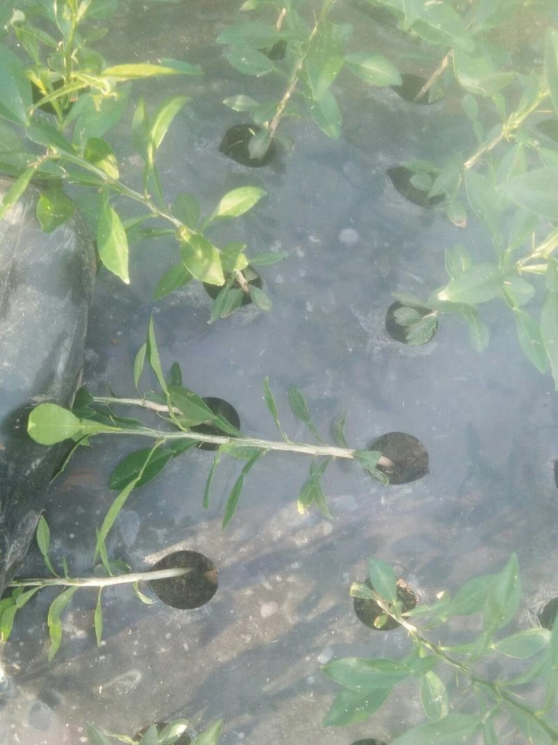 黑老虎，树苗，育苗防草保湿地膜