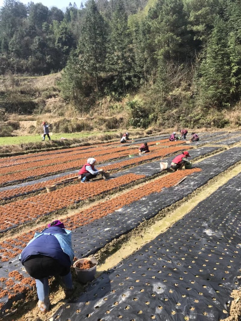 黑老虎，树苗，育苗防草保湿地膜