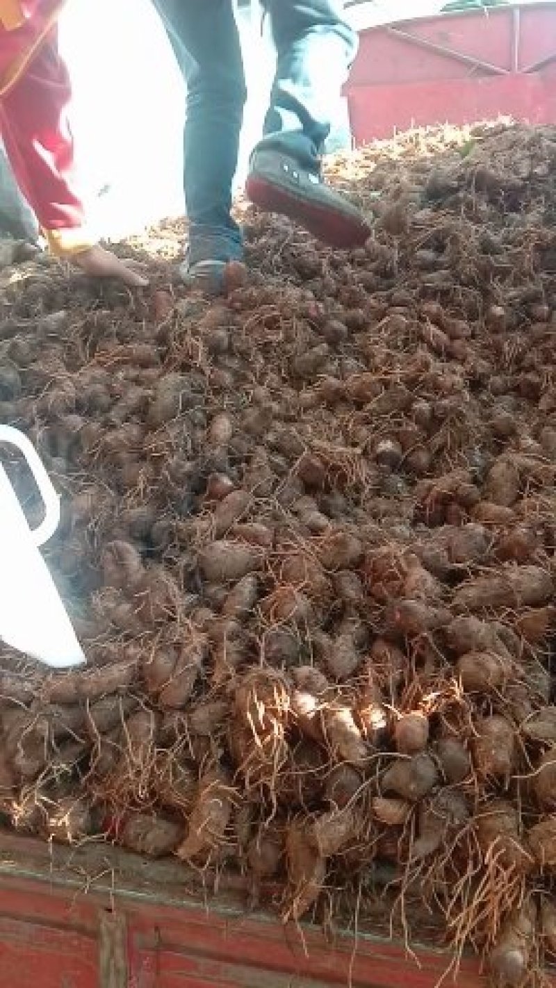 精品红嘴芋头大量供应中规格齐全产地直发质量保证