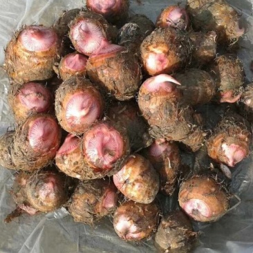 精品红嘴芋头大量供应中规格齐全产地直发质量保证