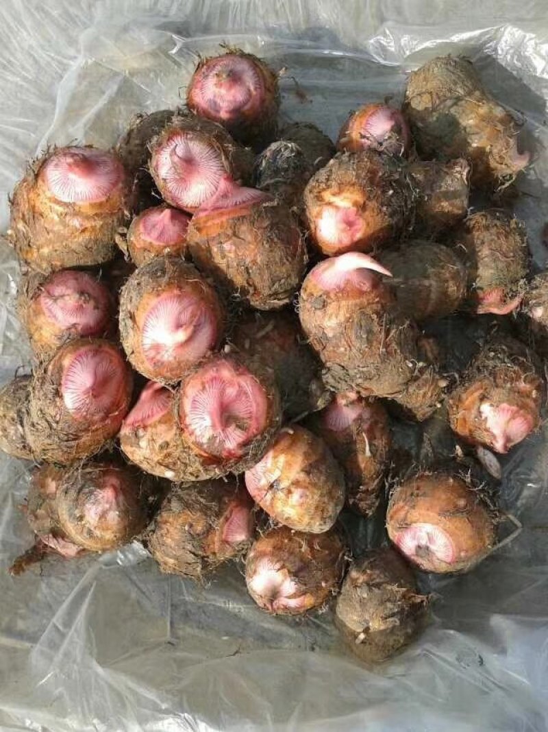 精品红嘴芋头大量供应中规格齐全产地直发质量保证
