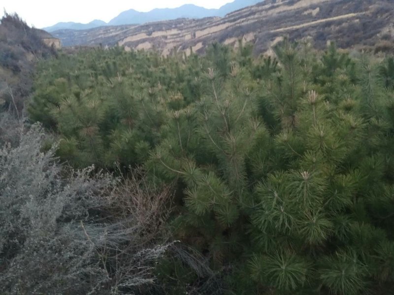 优质油松要的联系