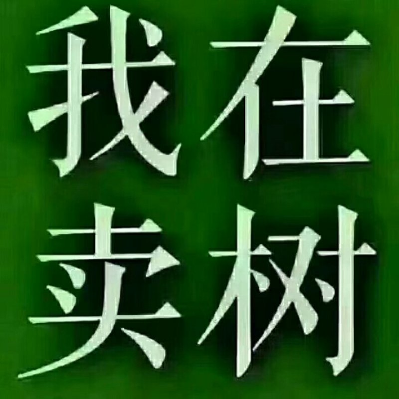 油松