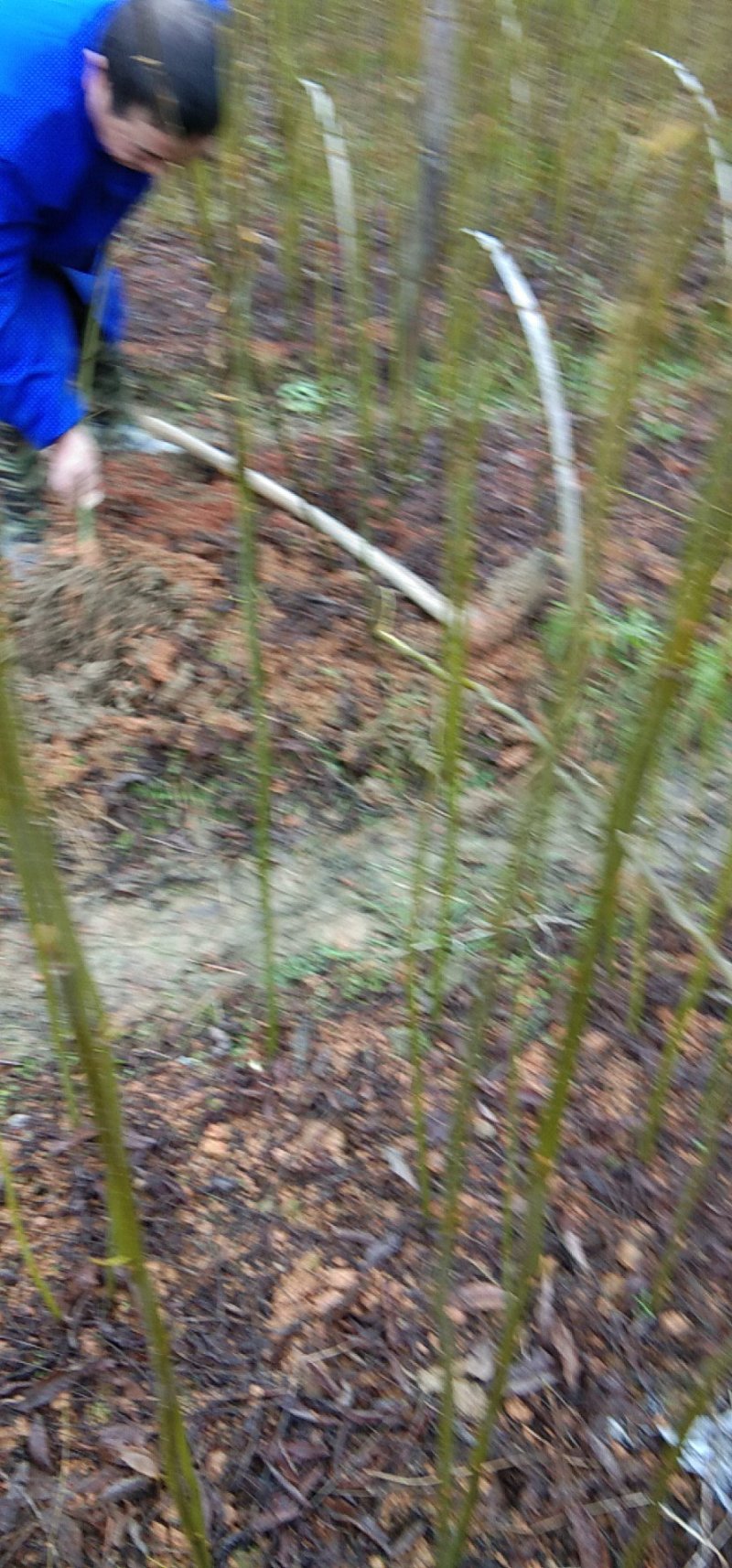 青钱柳