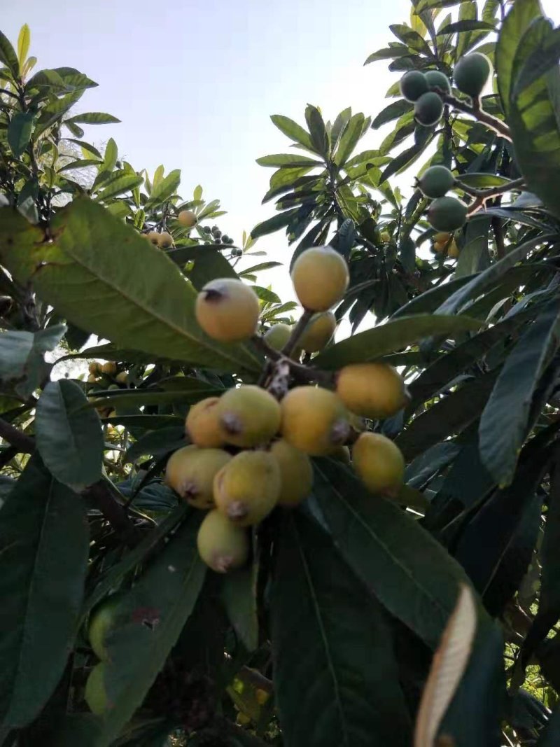 优质枇杷苗早熟中熟