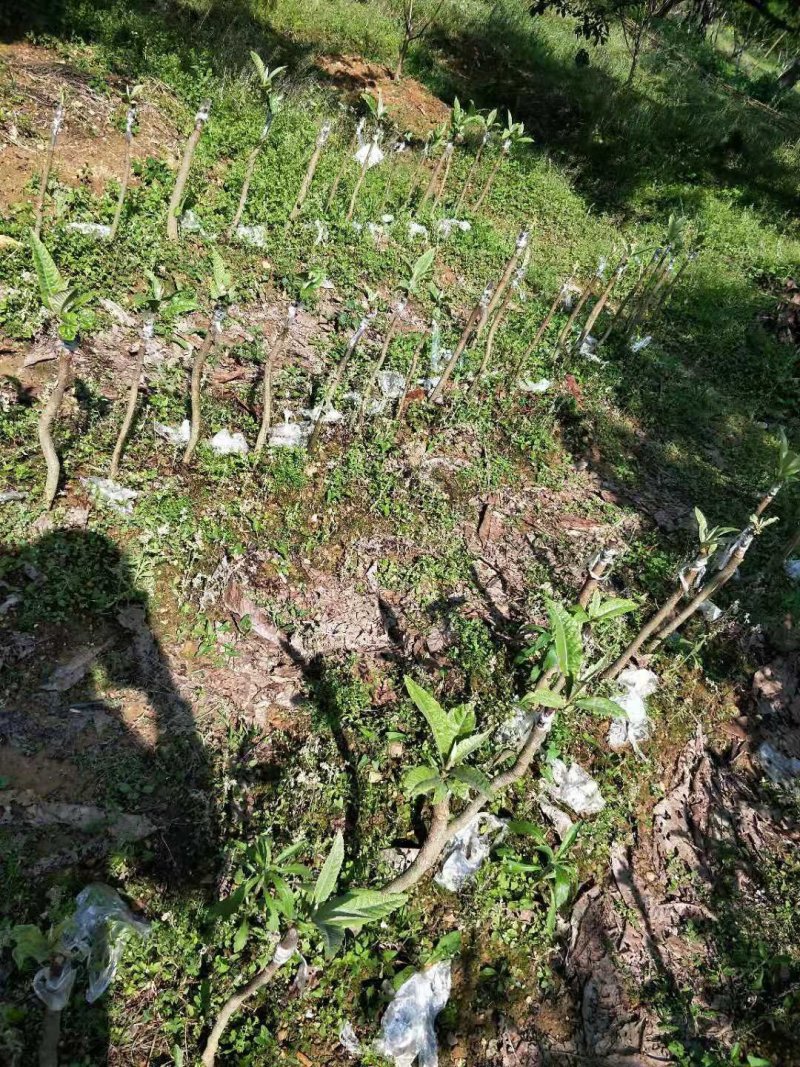 优质枇杷苗早熟中熟