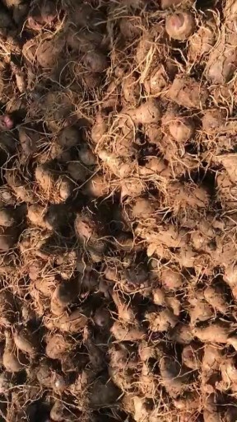 精品红嘴芋头大量供应中规格齐全产地直发质量保证
