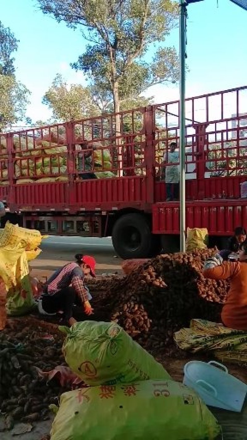 精品红嘴芋头大量供应中规格齐全产地直发质量保证