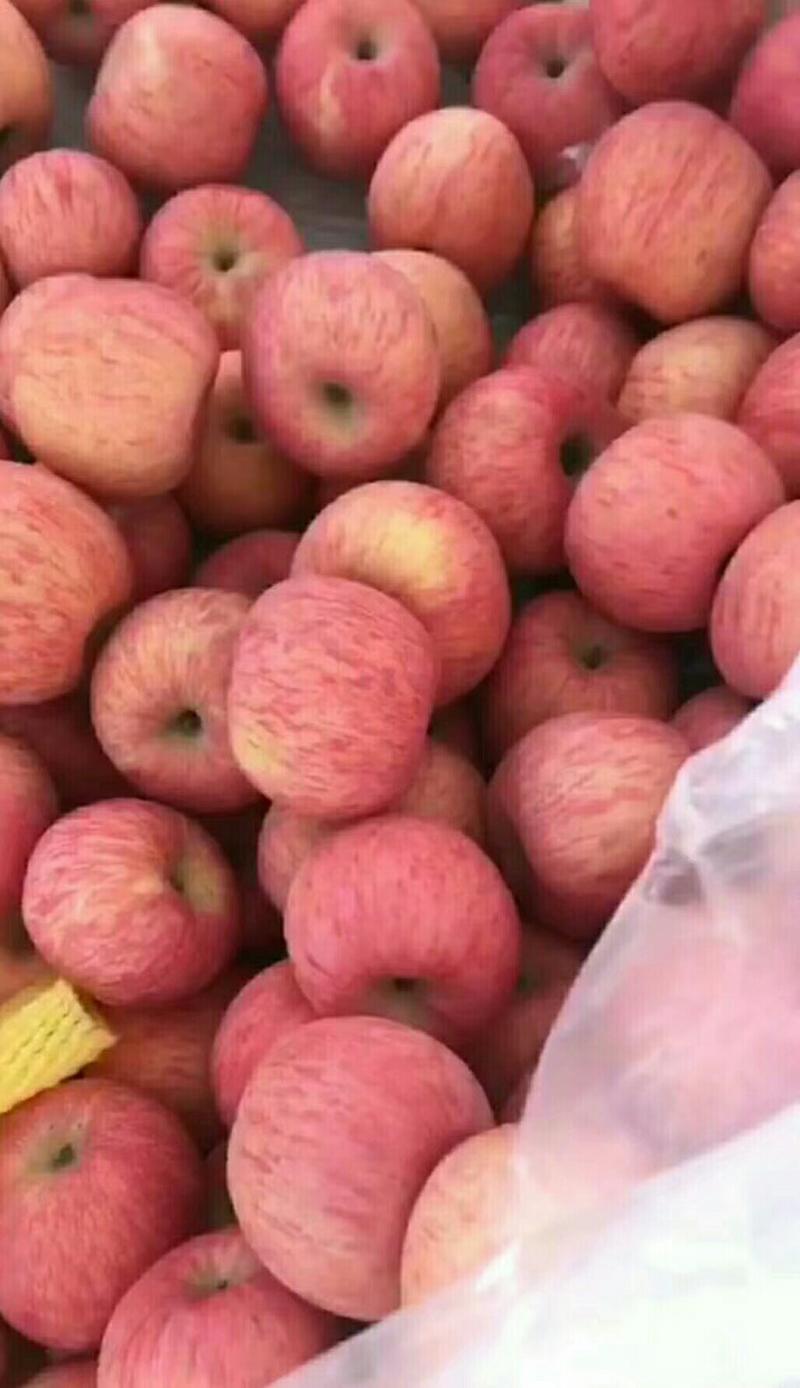 红富士苹果，山东淄博市沂源县，纸袋的，大量批发，不零售
